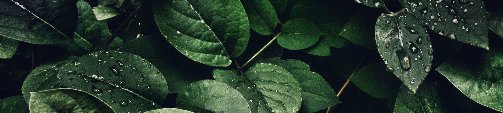 water droplets on green leaves